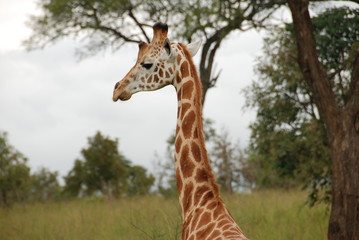 Giraffe Africa