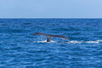 Fototapeta premium Humpback whale swimming in the Pacific Ocean, tail of the whale diving 