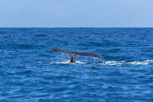     Humpback whale swimming in the Pacific Ocean, tail of the whale diving
