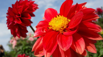 red flower dahlia