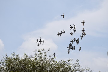 Birds fly in blue sky 