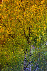 autumn leaves of a birch on a tree