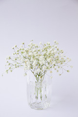 Gypsophila