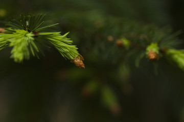 new pine foliage