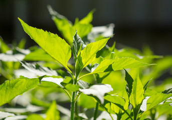 green leaves of Jerusalem artichoke in the garden