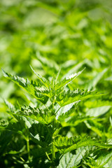 green leaves of nettle in the garden