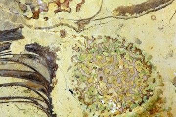 Surface of a carbonate rock