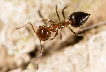 small ants in nature. macro