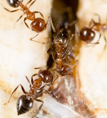 small ants in nature. macro
