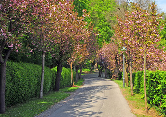 Naklejka premium Pink trees in the city park