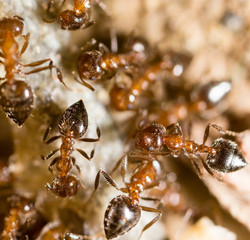small ants in nature. macro