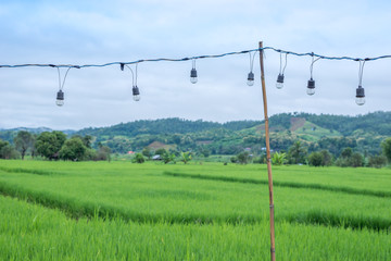 Outdoor string lights hanging on a line with green rice field and mountain in background
