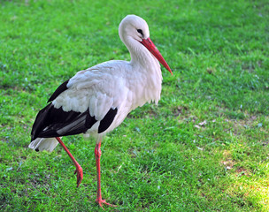 Standing stork the green grass field