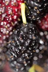 black mulberry berry as a background