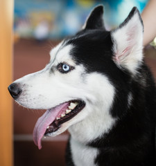 a portrait of a Husky dog