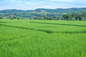 Green Terraced Rice Field in Mae La Noi in Maehongson, northern of Thailand