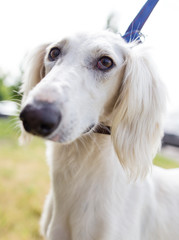 a portrait of a thoroughbred dog