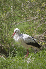 Storch auf Futtersuche