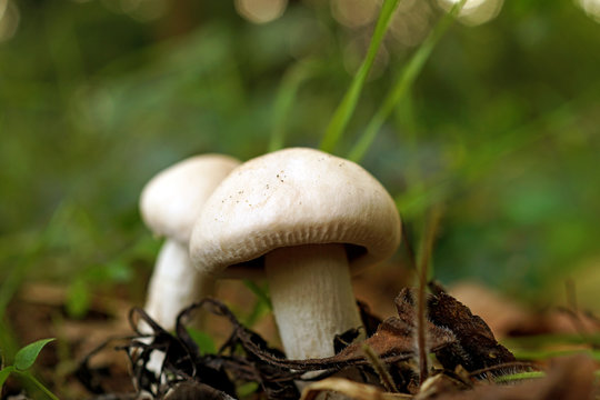Funghi prataioli bianchi su sfondo verde