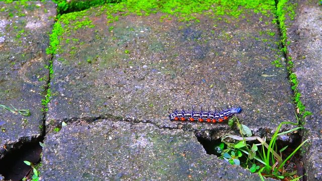 aterpillar worm striped black and white Walking on flooring Looking for food. VDO 4K