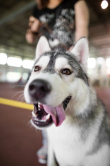 a portrait of a thoroughbred dog