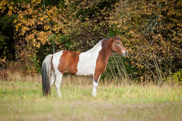 Fototapeta na wymiar Beautiful paint horse on the pasture in autumn