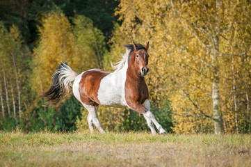 Beautiful paint horse running on the pasture in autumn