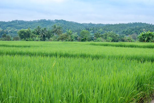 Green Terraced Rice Field in Mae La Noi in Maehongson, northern of Thailand