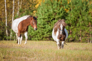 Little shetland pony in the herd in autumn