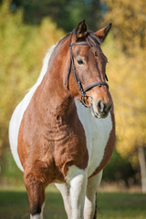 Obraz premium Portrait of beautiful paint horse