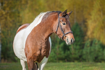 Obraz premium Portrait of beautiful paint horse