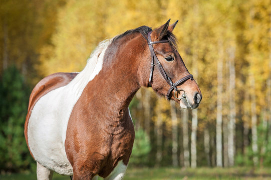 Portrait of beautiful paint horse