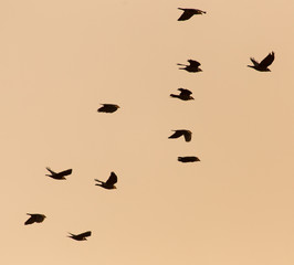 a flock of birds on the golden sunset