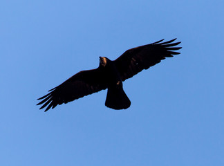 black crow on blue sky in flight