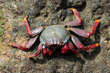 TIERE_2348_rote_Klippenkrabbe