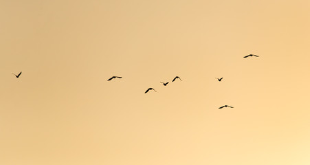 a flock of birds on the golden sunset