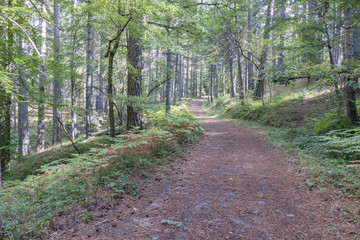 Sentiero escursionistico nel Parco Nazionale della Sila, regione Calabria IT