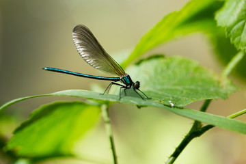 dragonfly in the park in nature