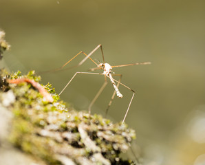 a large mosquito by the river in the nature