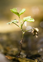 small shoots of grass in the ground