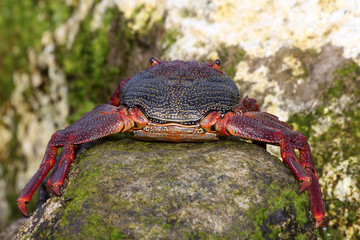 TIERE_2640_rote_Klippenkrabbe