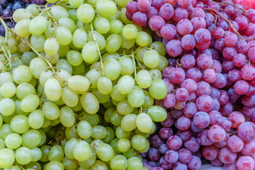 Freshly harvested grapes close-up