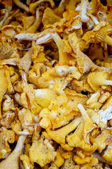 Mushrooms - Organic produce at the Farmers Market