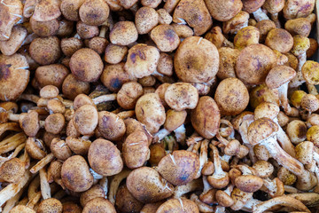 Mushrooms - Organic produce at the Farmers Market