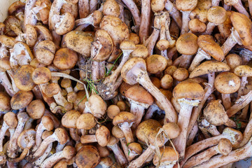 Mushrooms - Organic produce at the Farmers Market
