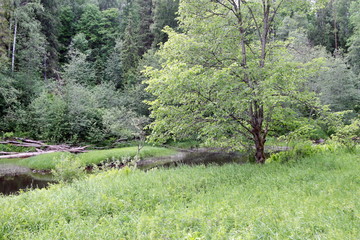on the bank of a forest river