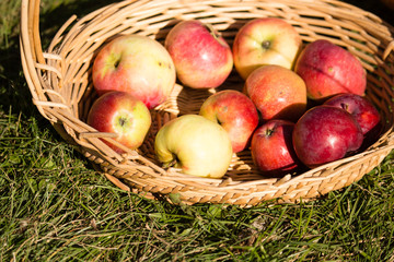 harvest of ripe apples in the fall in nature