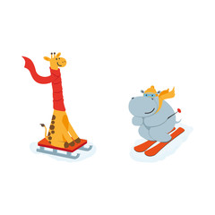 vector flat cartoon funny hippo character having fun mountain skiing, giraffe sledding smiling wearing cap scarf. Winter animal outdoor activities concept. Isolated illustrationo on a white background