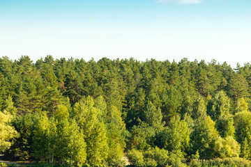 mixed green forest on nature in summer
