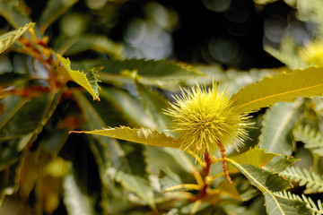 Detail of the sweet chestnut burr, branch and leaves or Castanea sativa spiny cupule